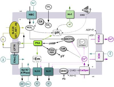 Molecular Basis of Human Sperm Capacitation